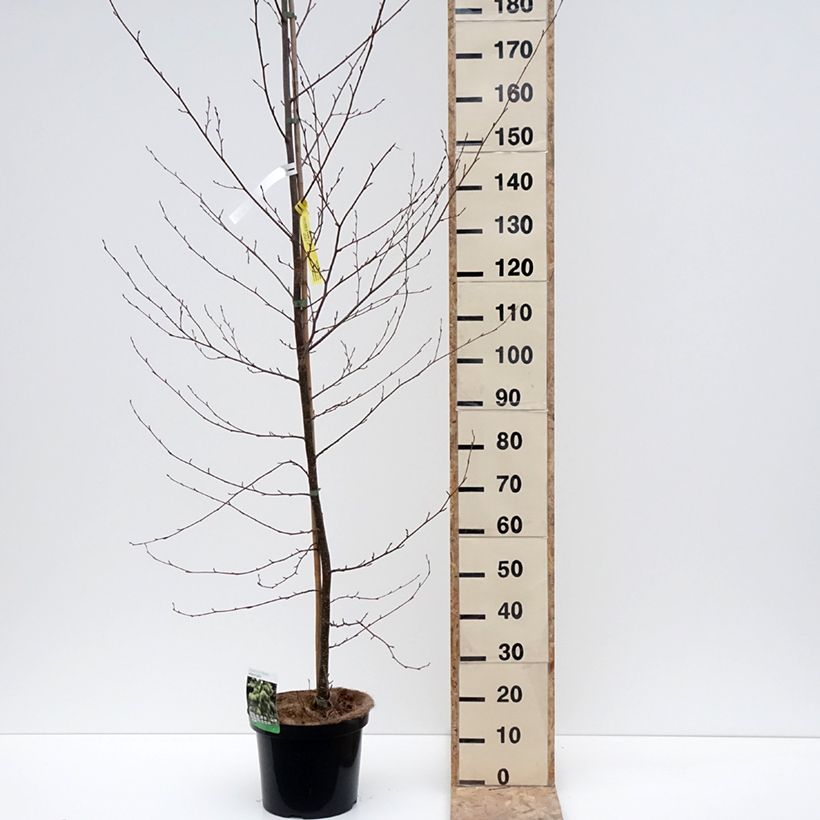 Exemplar von Alnus glutinosa Imperialis - Schwarz-Erle Topf mit 7,5L/10L wie im Winter geliefert