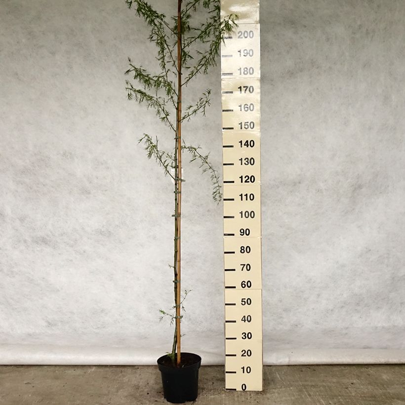 Exemplar von Alnus glutinosa Imperialis - Schwarz-Erle Topf mit 7,5L/10L wie im Frühjahr geliefert