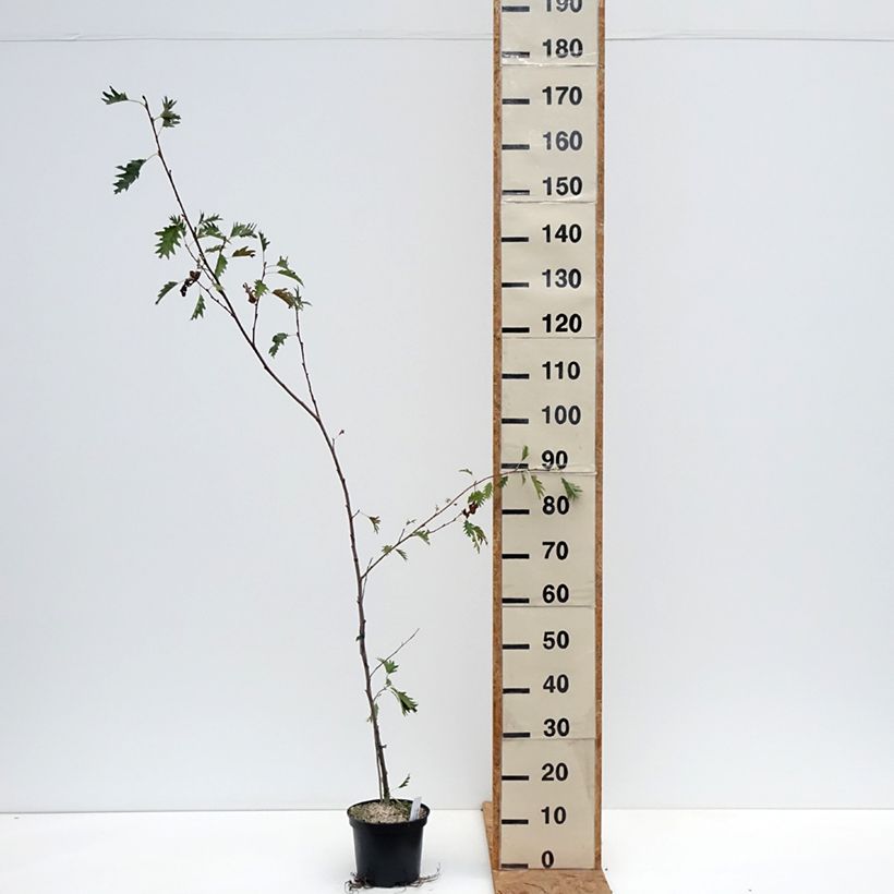 Exemplar von Alnus glutinosa Laciniata - Schwarz-Erle Topf mit 3L/4L wie im Herbst geliefert