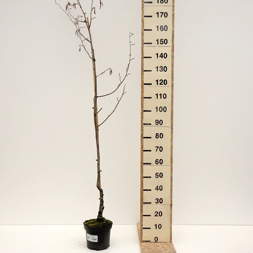 Exemplar von Alnus glutinosa Luszyn - Schwarz-Erle Topf mit 12L/15L wie im Winter geliefert
