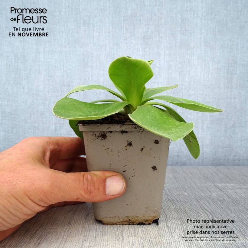 Exemplar von Primula pubescens - Primel Kleine Töpfe von 8/9 cm wie im Herbst geliefert