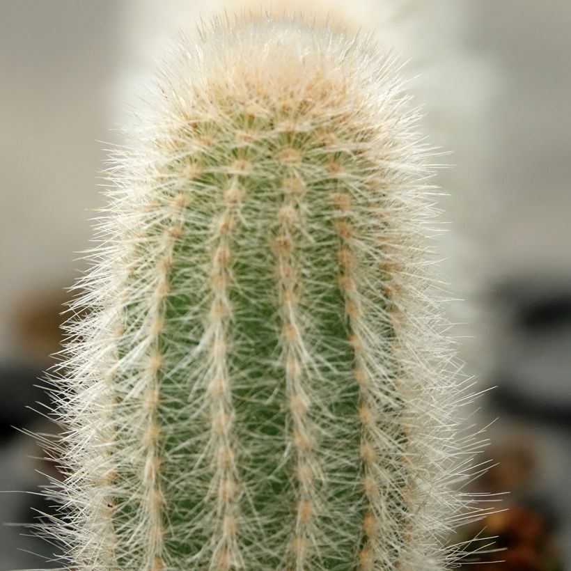 Kaktus - Austrocephalocereus dybowskii (Laub)