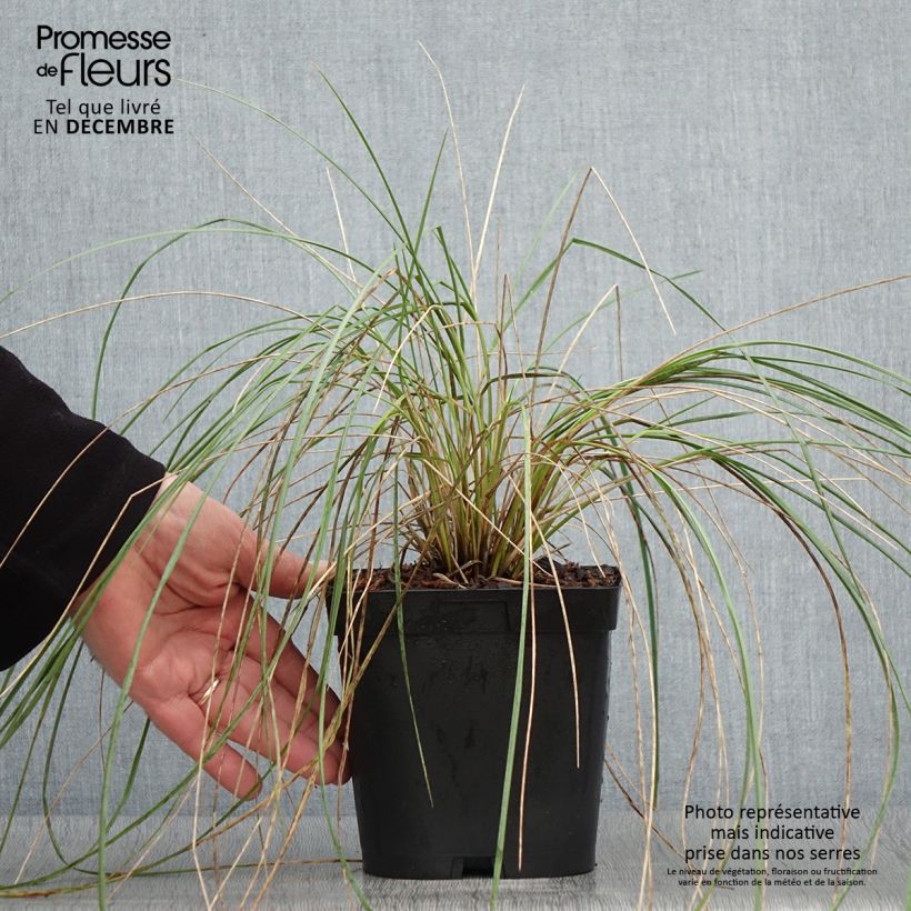 Exemplar von Wiesenhafer - Helictotrichon sempervirens Topf mit 2L/3L wie im Herbst geliefert