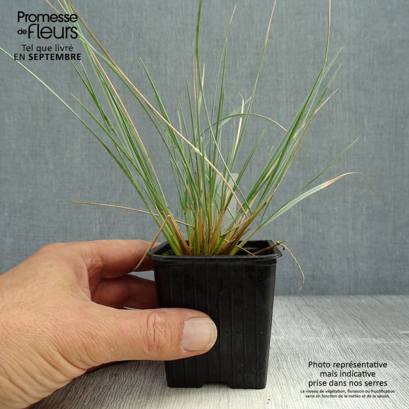 Exemplar von Wiesenhafer Pendula - Helictotrichon sempervirens Kleine Töpfe von 8/9 cm wie im Herbst geliefert