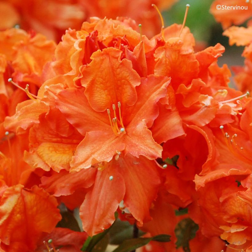Sommergrüne Azalee Orangeade - Azalea mollis (Blüte)
