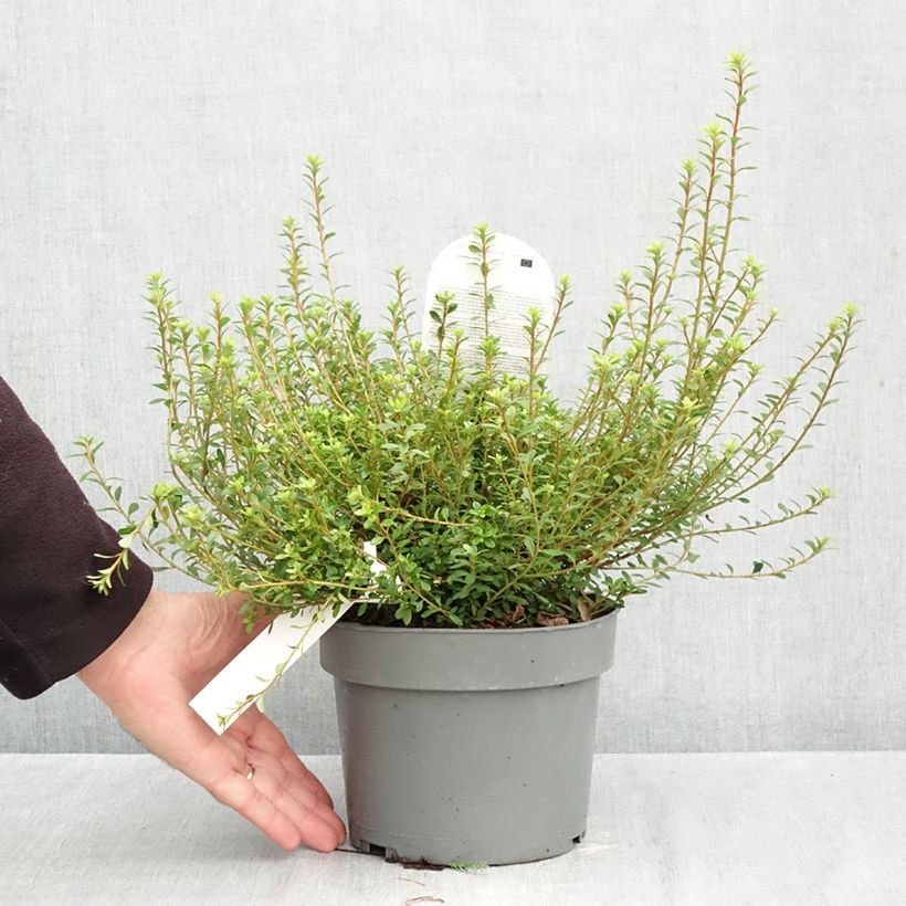 Exemplar von Rhododendron (Azalea) serpyllifolium - Japanische Azalee Topf mit 3L/4L wie im Herbst geliefert