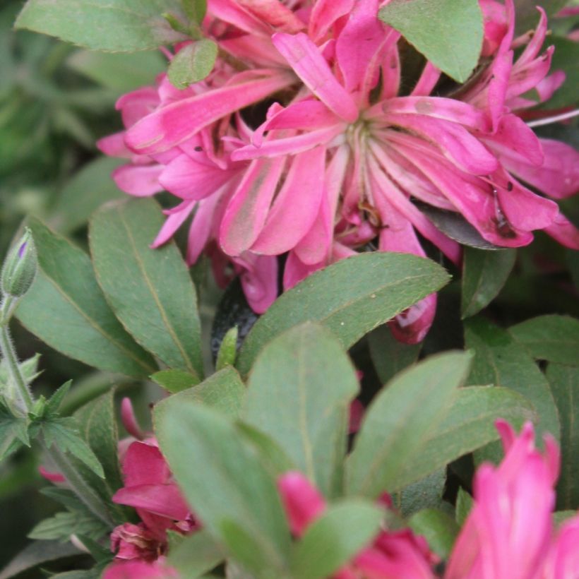 Japanische Azalee  Pink Star - Azalea (Laub)