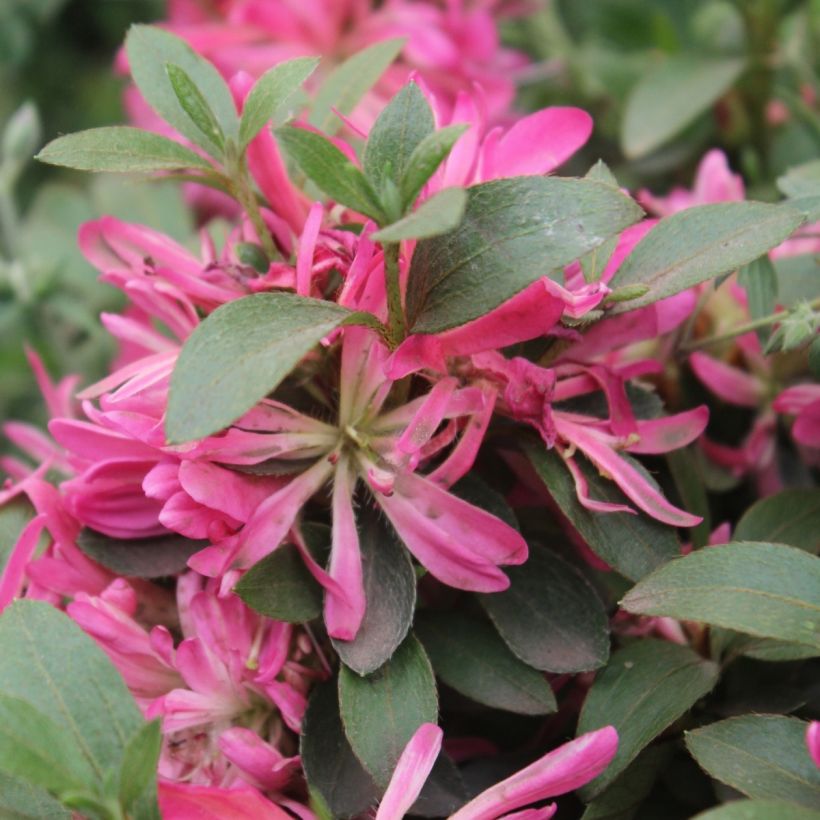 Japanische Azalee  Pink Star - Azalea (Blüte)