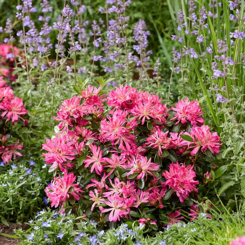 Japanische Azalee  Pink Star - Azalea (Hafen)