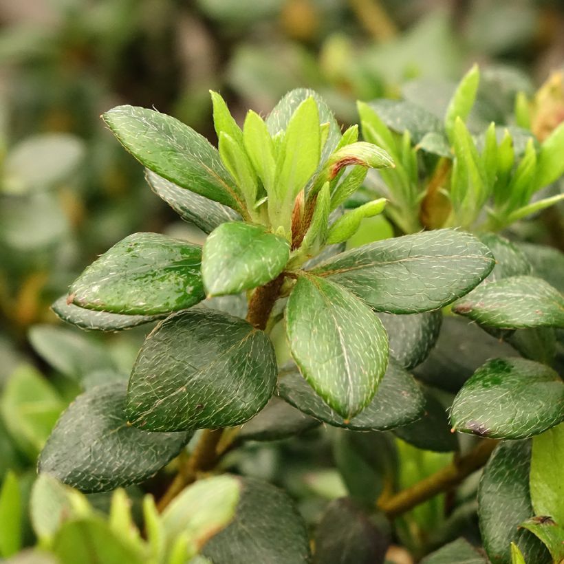 Indische Azalee Clotilde  (Laub)