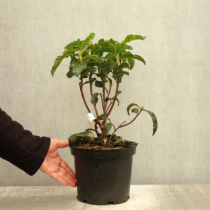 Exemplar von Sommergrüne Azalee Arneson Gem - Azalea Topf mit 4L/5L wie im Herbst geliefert