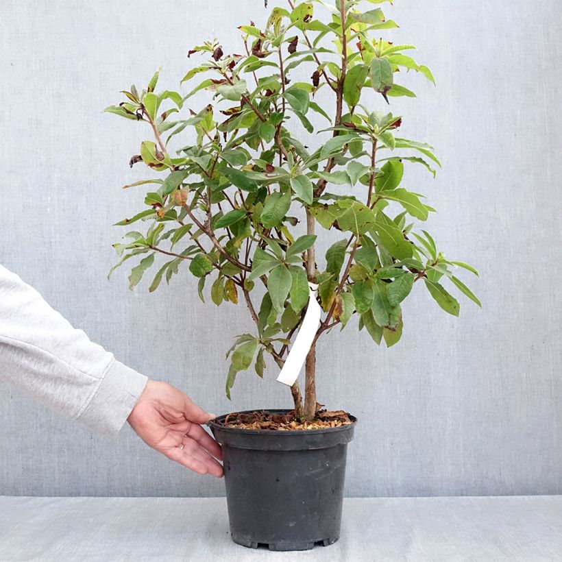 Exemplar von Sommergrüne Azalee Arneson Gem - Azalea Topf mit 4L/5L wie im Herbst geliefert