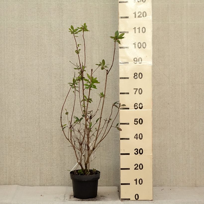 Exemplar von Azalea viscosum Karminduft - Sommergrüne Azalee Topf mit 4L/5L wie im Herbst geliefert