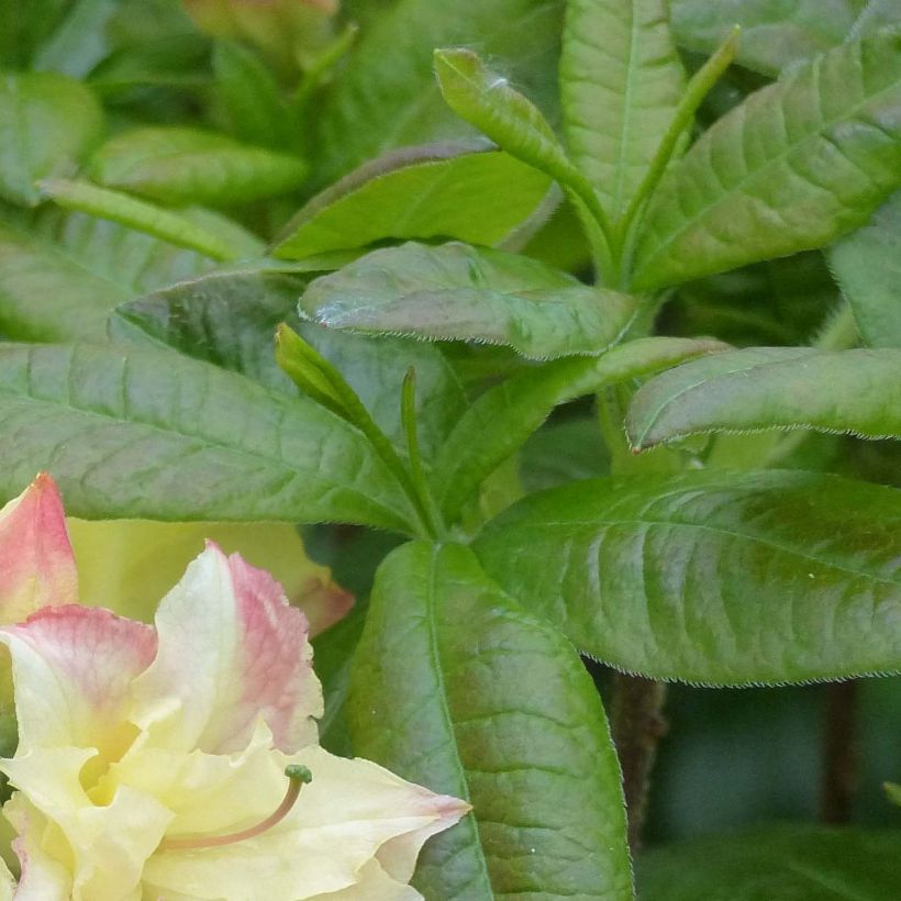 Sommergrüne Azalee Cannon's Double - Azalea (Laub)