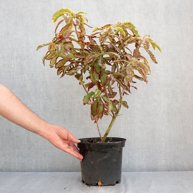 Exemplar von Sommergrüne Azalee Cecile - Azalea mollis Topf mit 4L/5L wie im Sommer geliefert
