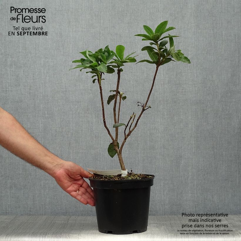 Exemplar von Sommergrüne Azalee Demoiselles de Boutiguery Aurora - Azalea mollis Topf mit 4L/5L wie im Herbst geliefert