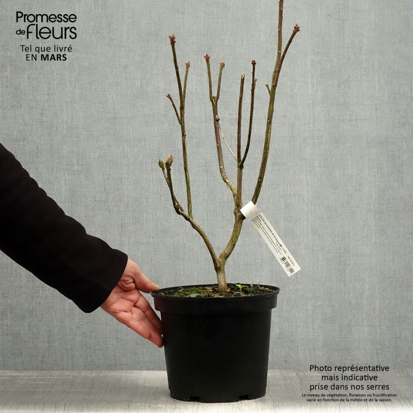 Exemplar von Sommergrüne Azalee Demoiselles de Boutiguery Aurora - Azalea mollis Topf mit 4L/5L wie im Frühjahr geliefert