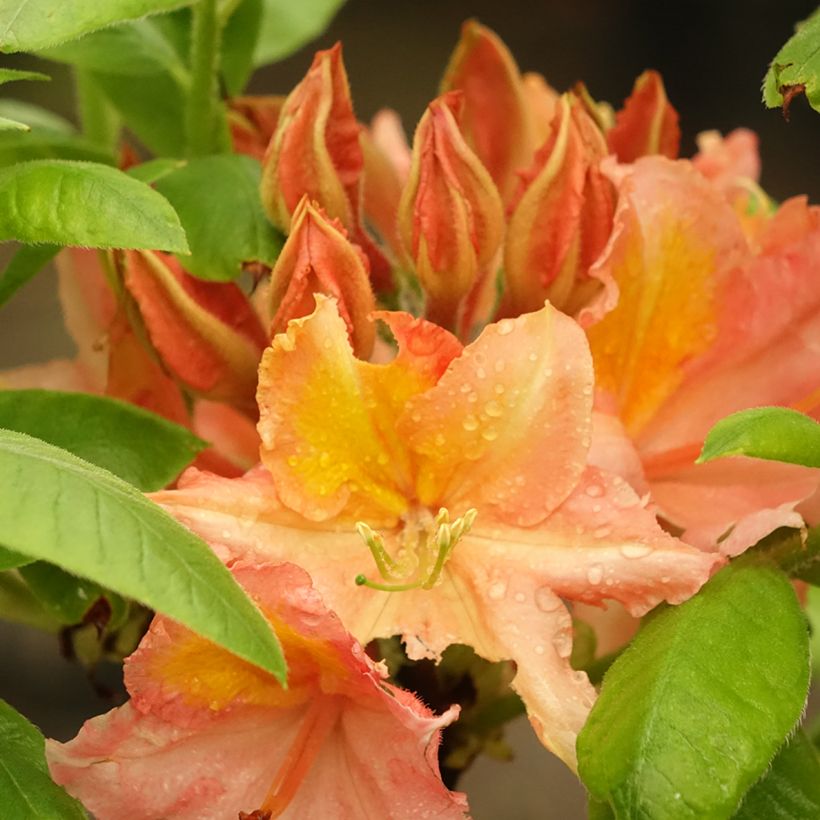 Sommergrüne Azalee Demoiselles de Boutiguery Idylla - Azalea mollis (Blüte)