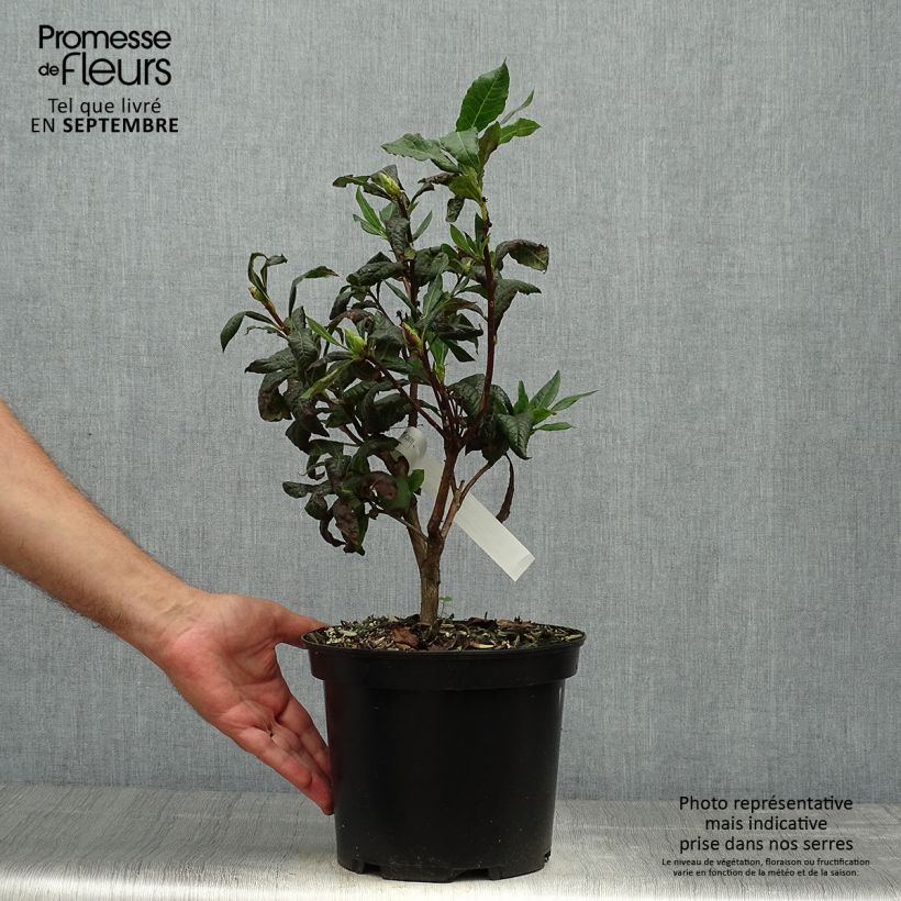 Exemplar von Sommergrüne Azalee Demoiselles de Boutiguery Idylla - Azalea mollis Topf mit 4L/5L wie im Herbst geliefert