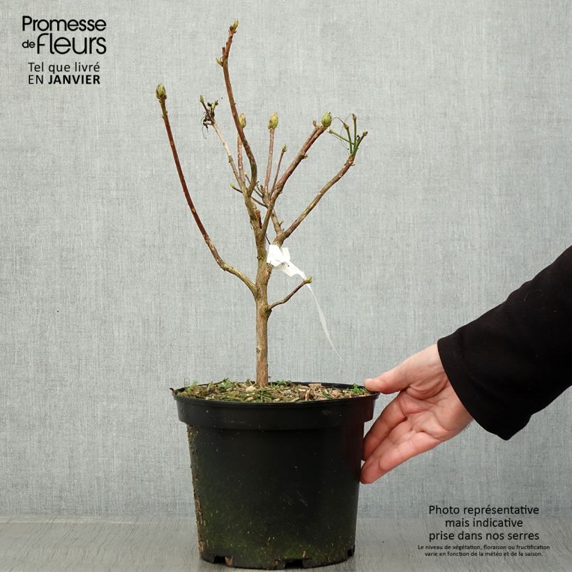 Exemplar von Sommergrüne Azalee Demoiselles de Boutiguery Idylla - Azalea mollis Topf mit 4L/5L wie im Winter geliefert