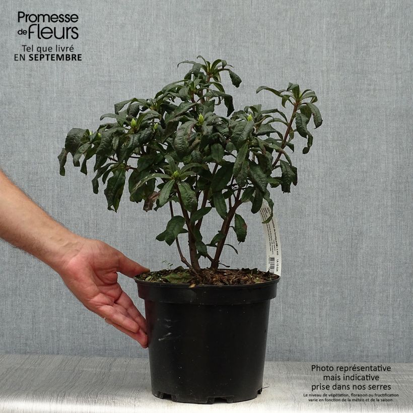 Exemplar von Sommergrüne Azalee Demoiselles de Boutiguery Kassia - Azalea mollis Topf mit 4L/5L wie im Herbst geliefert