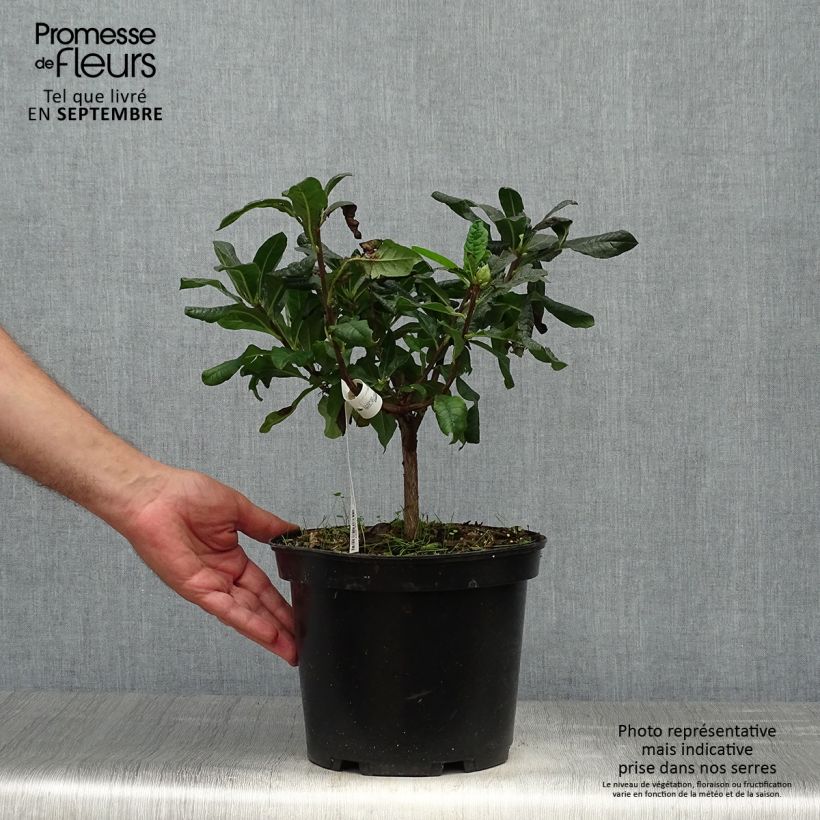 Exemplar von Sommergrüne Azalee Demoiselles de Boutiguery Nella - Azalea mollis Topf mit 4L/5L wie im Herbst geliefert