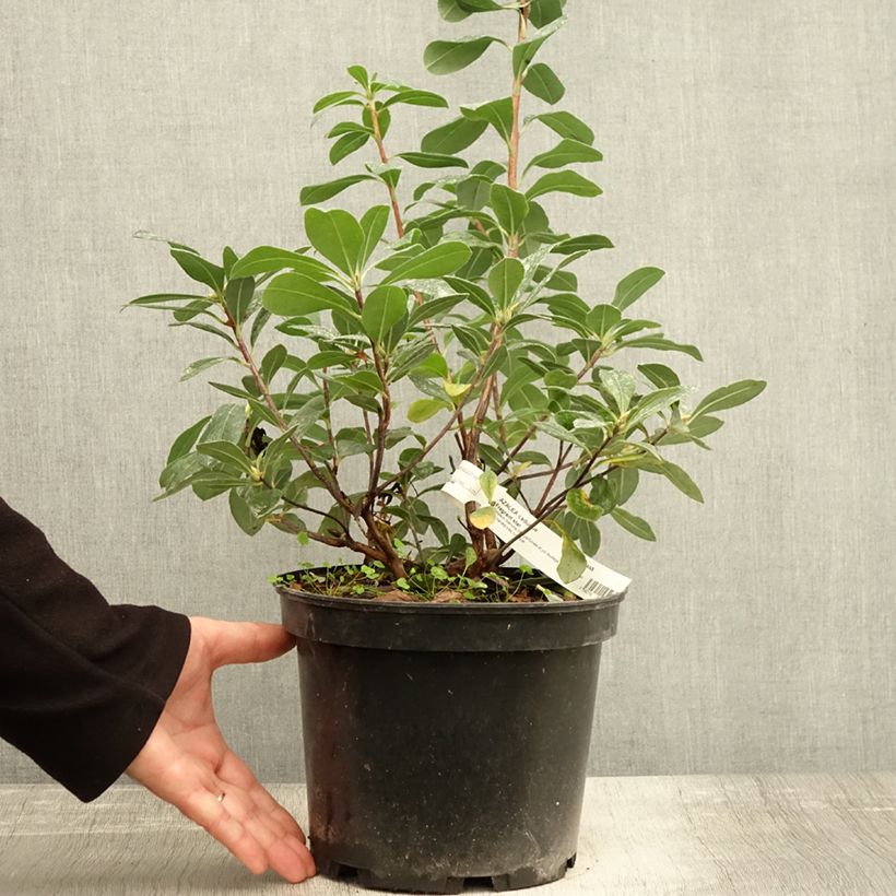 Exemplar von Sommergrüne Azalee Fragrant Star - Azalea Topf mit 4L/5L wie im Herbst geliefert