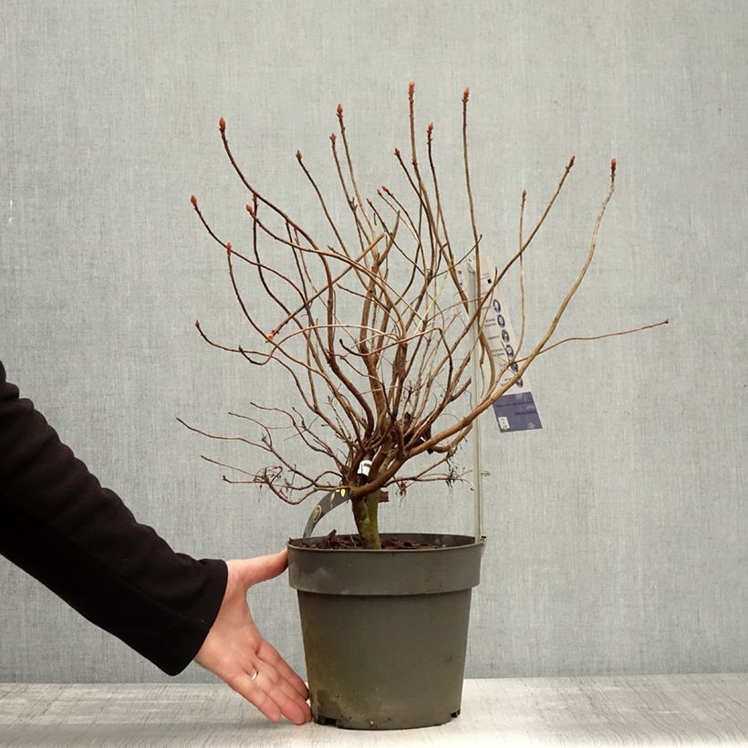 Exemplar von Sommergrüne Azalee Fraseri - Azalea Topf mit 4L/5L wie im Herbst geliefert