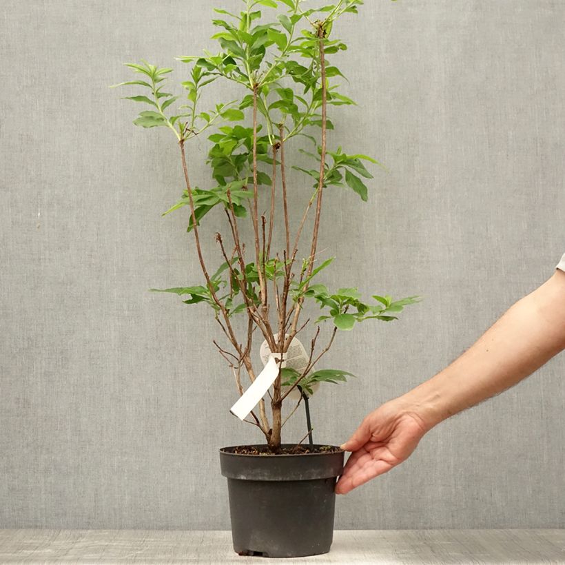 Exemplar von Sommergrüne Azalee Homebush - Azalea Topf mit 4L/5L wie im Sommer geliefert