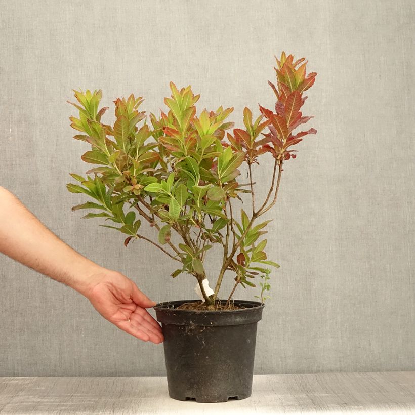 Exemplar von Sommergrüne Azalee Koster's Brilliant Red - Azalea mollis Topf mit 4L/5L wie im Sommer geliefert