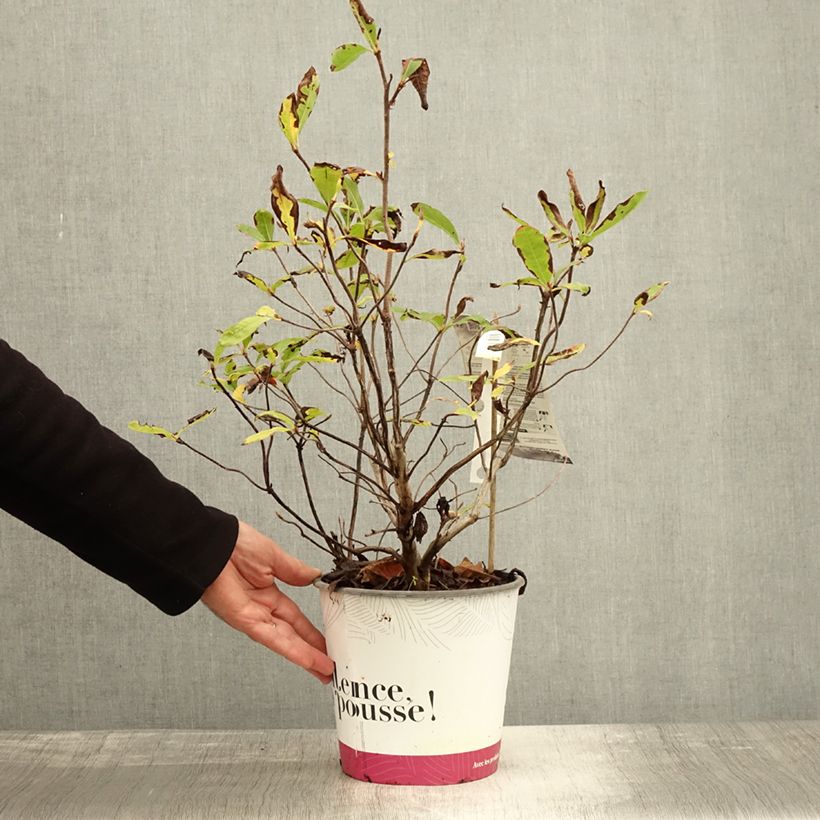 Exemplar von Japanische Azalee Lingot d'Or - Azalea Topf mit 4L/5L wie im Herbst geliefert