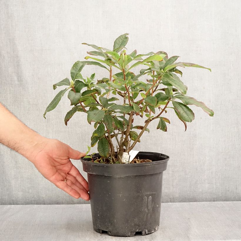 Exemplar von Sommergrüne Azalee Mary Poppins - Azalea Topf mit 4L/5L wie im Herbst geliefert