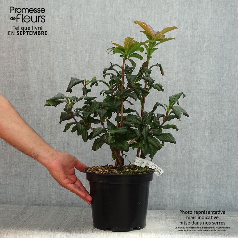Exemplar von Sommergrüne Azalee Mary Poppins - Azalea Topf mit 4L/5L wie im Sommer geliefert