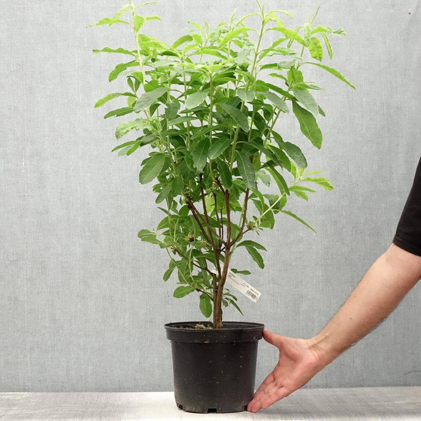 Exemplar von Sommergrüne Azalee Mount Rainier - Azalea Topf mit 4L/5L wie im Sommer geliefert