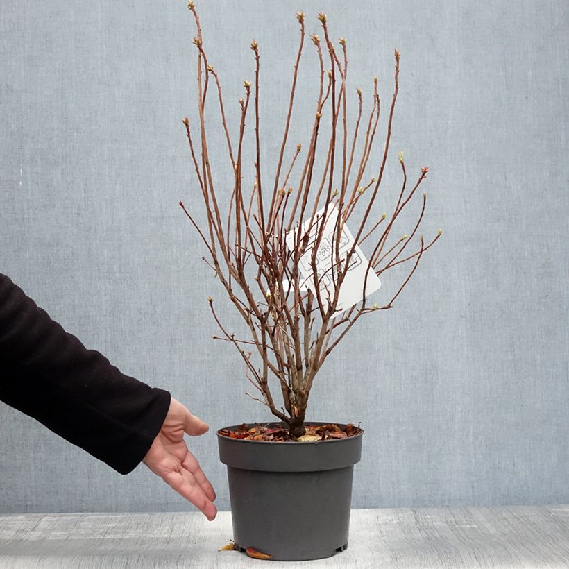 Exemplar von Azalea viscosum Sommerduft - Sommergrüne Azalee Topf mit 4L/5L wie im Herbst geliefert