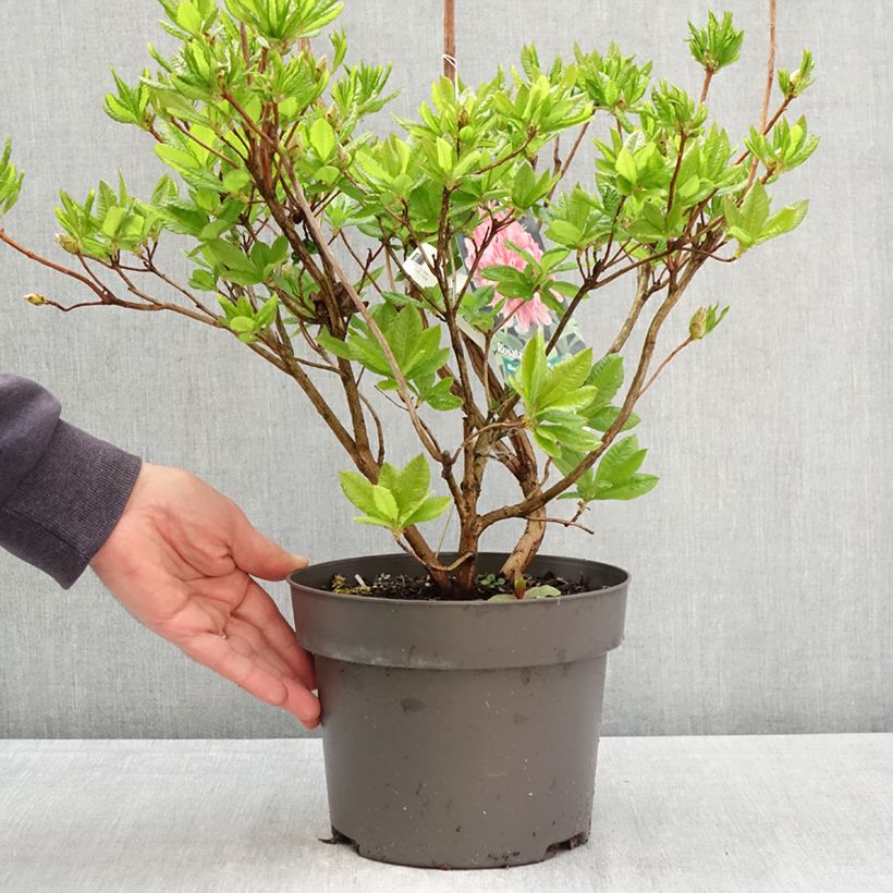 Exemplar von Azalea viscosum Rosata - Sommergrüne Azalee Topf mit 4L/5L wie im Frühjahr geliefert