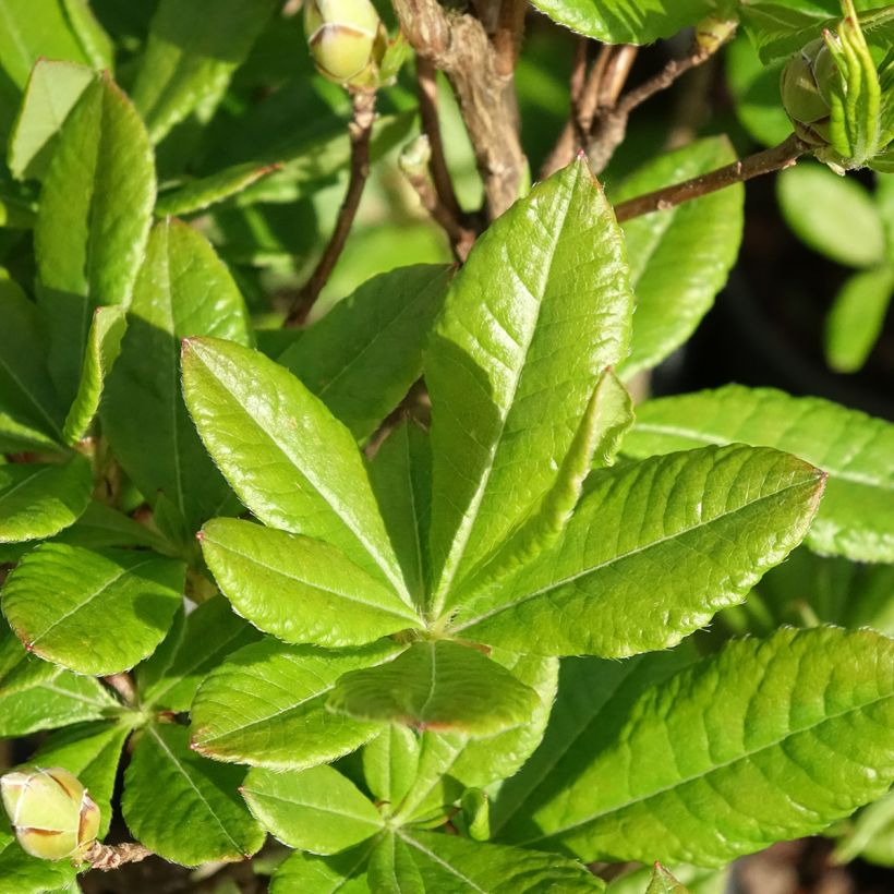 Azalea viscosum Rosata - Sommergrüne Azalee (Laub)