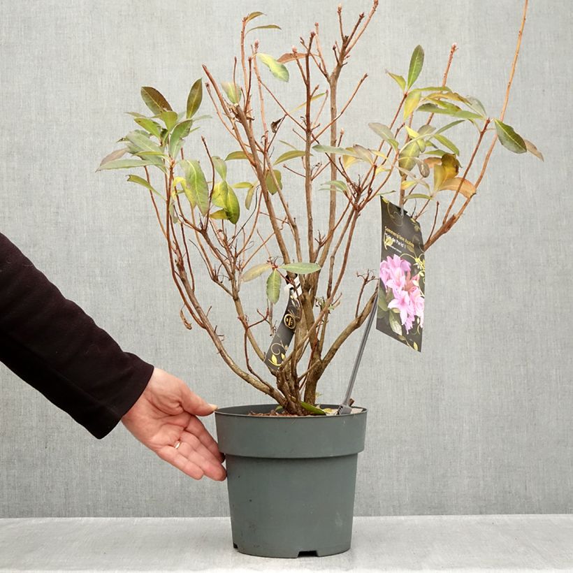 Exemplar von Sommergrüne Azalee Soir de Paris - Azalea Topf mit 4L/5L wie im Herbst geliefert