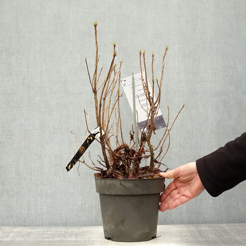 Exemplar von Azalea austrinum - Sommergrüne Azalee Topf mit 4L/5L wie im Herbst geliefert