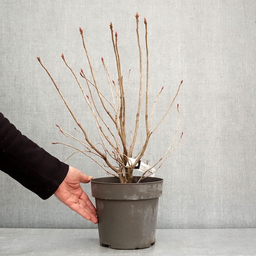 Exemplar von Azalea austrinum - Sommergrüne Azalee Topf mit 4L/5L wie im Winter geliefert