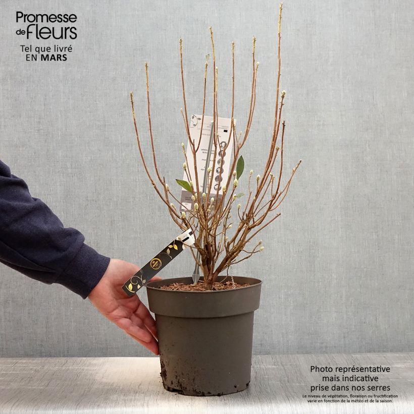 Exemplar von Azalea austrinum - Sommergrüne Azalee Topf mit 4L/5L wie im Frühjahr geliefert