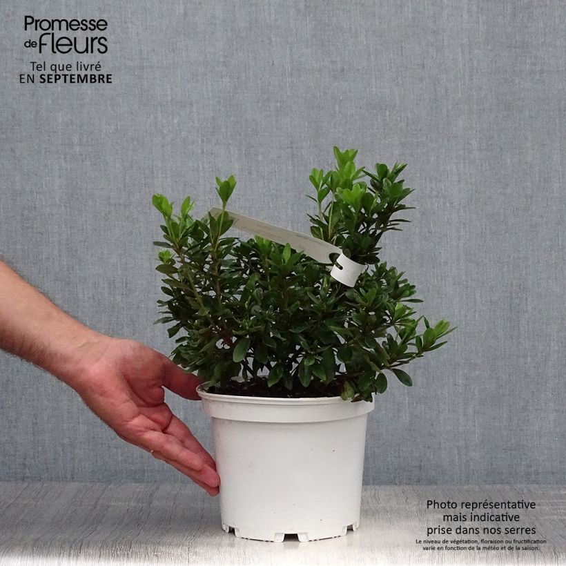 Exemplar von Azalea obtusum Adonis - Japanische Azalee Topf mit 2L/3L wie im Herbst geliefert