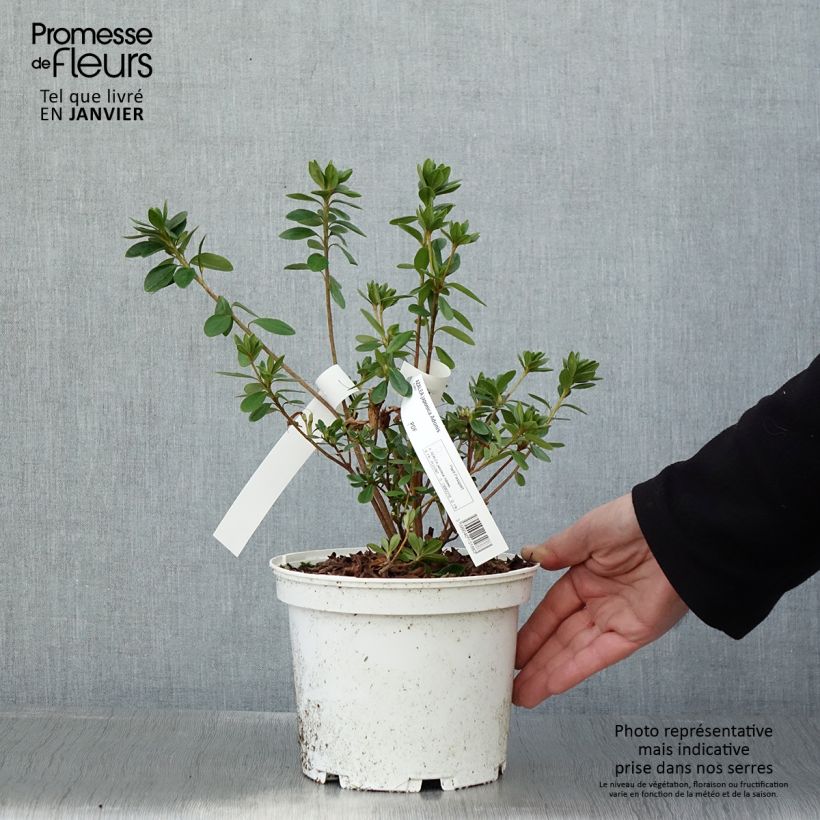 Exemplar von Azalea obtusum Adonis - Japanische Azalee Topf mit 2L/3L wie im Winter geliefert