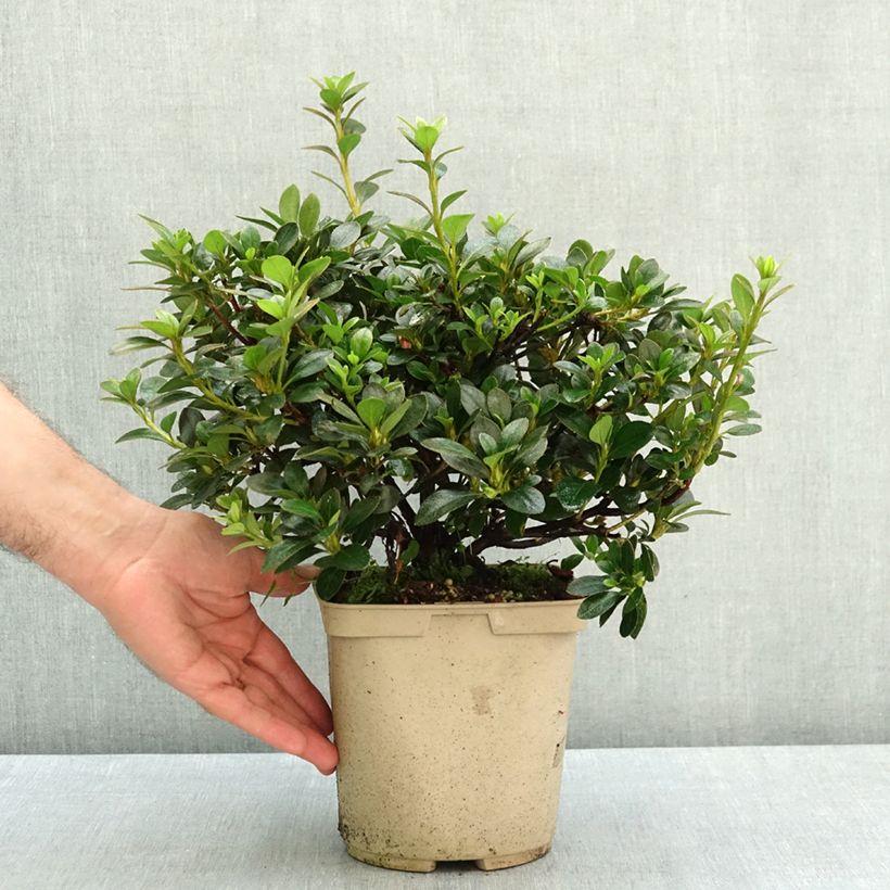 Exemplar von Japanische Azalee Blue Moon - Japanische Azalee Topf mit 3L/4L wie im Sommer geliefert