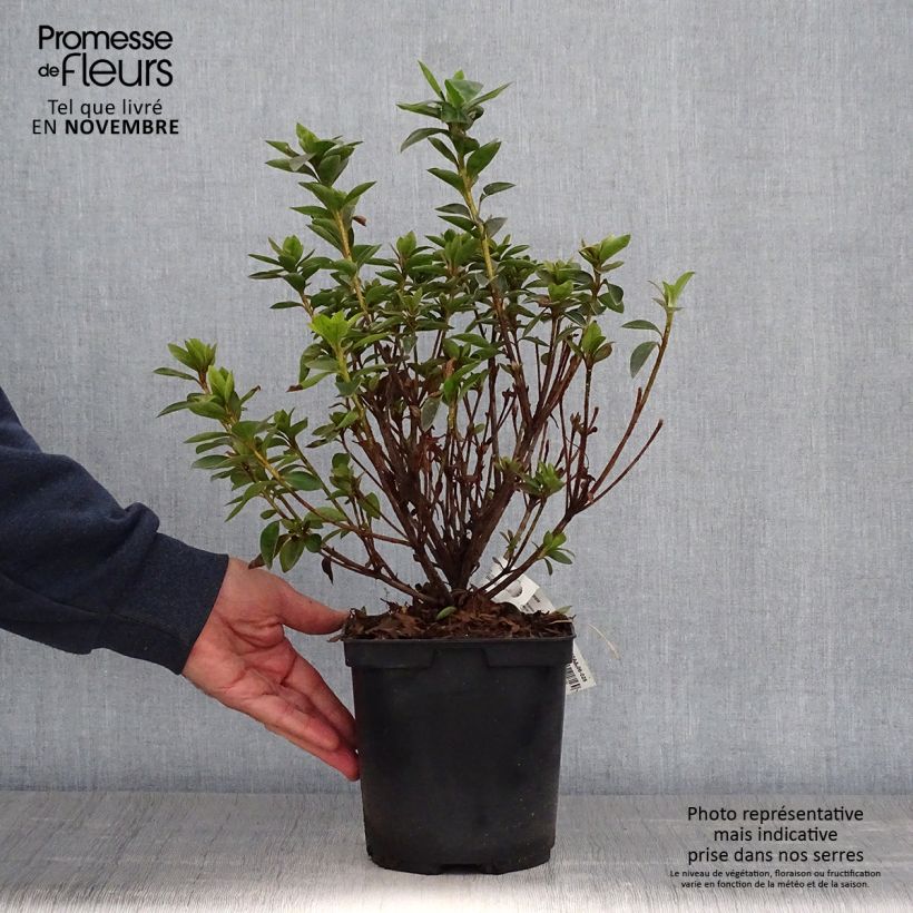 Exemplar von Japanische Azalee Elsie Lee - Azalea Topf mit 2L/3L wie im Herbst geliefert