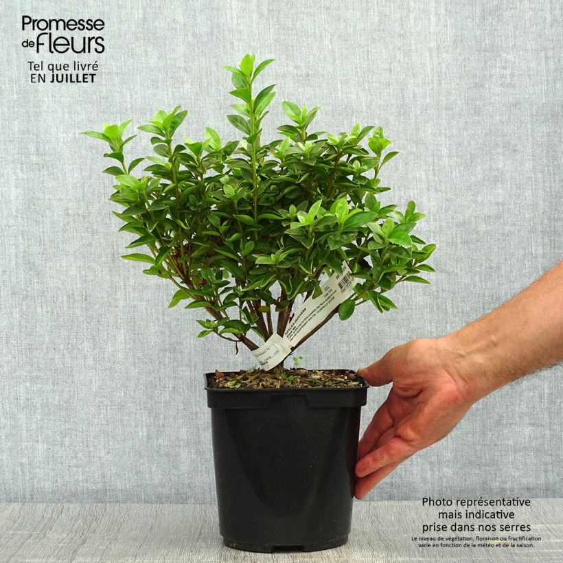 Exemplar von Japanische Azalee Elsie Lee - Azalea Topf mit 2L/3L wie im Sommer geliefert