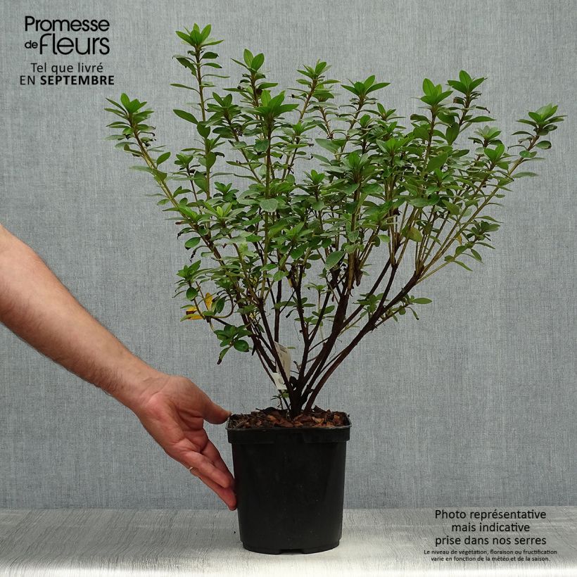 Exemplar von Japanische Azalee Eucharis - Azalea Topf mit 2L/3L wie im Herbst geliefert