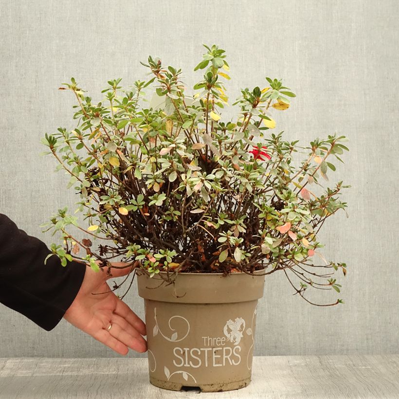Exemplar von Japanische Azalee Fairy Dreams Three Sisters Mix - Azalea Topf mit 6L/7L wie im Herbst geliefert