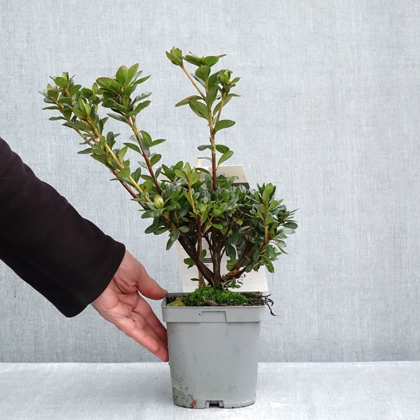 Exemplar von Japanische Azalee Flash Dance Salmon - Azalea Topf mit 2L/3L wie im Herbst geliefert
