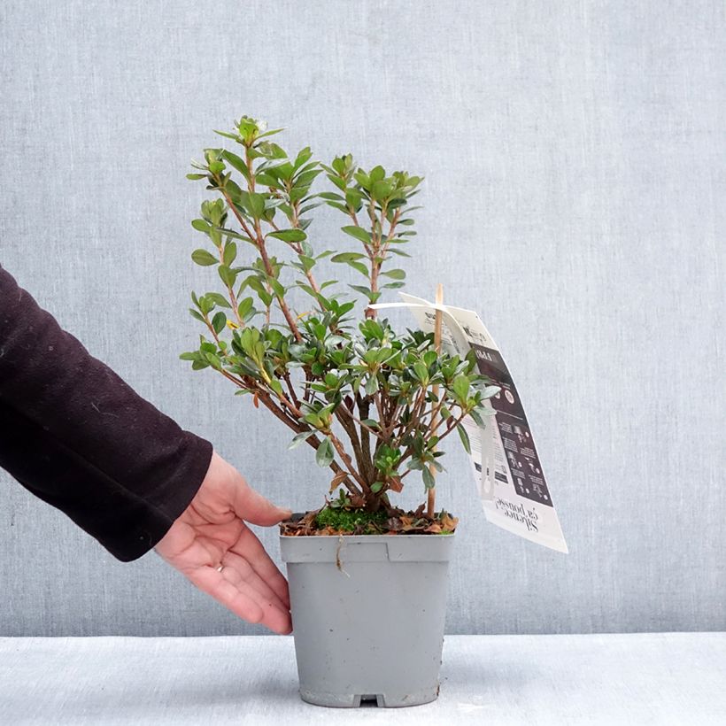 Exemplar von Azalée du Japon Flash Dance Salmon - Rhododendron hybride Topf mit 2L/3L wie im Winter geliefert